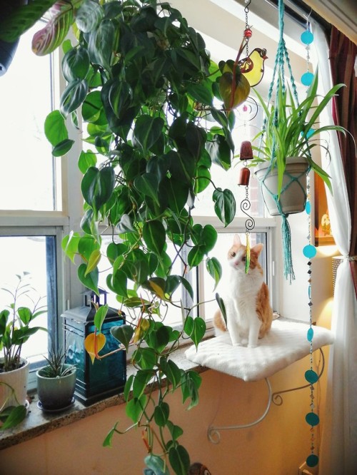I Got A New Phone, So I HAD To Take A Picture Of My Big Beautiful Philodendron, And My Big Beautiful