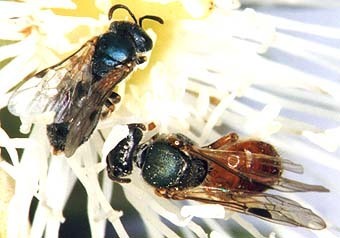 beerightsactivist: skippercifer:  sexyrobutts:  beerightsactivist:  kingsofapathy:  koiotchka:  beerightsactivist:  teacupsandcyanide:  beerightsactivist:  dark bee tumblr show me the forbidden bees   this is the masked bee! she has no friends and hates