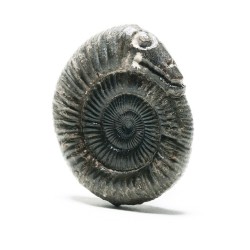 amnhnyc:  In the current exhibition, The Power of Poison, objects once believed to protect against poisoning are on display. This spiral fossil comes from the shell of an ammonite, an extinct animal related to a modern nautilus. Such fossils were once