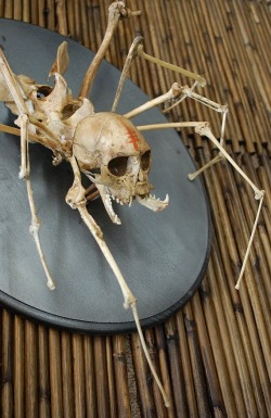 spider skeleton creepy taxidermy spider monkey