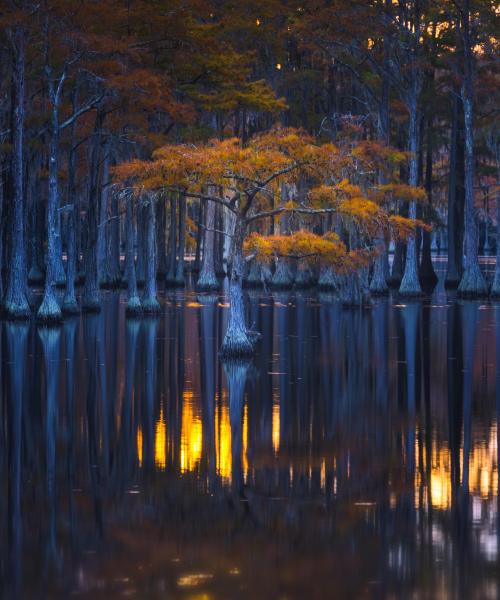 amazinglybeautifulphotography: Fall Among the Cypress Trees of George L Smith SP, Georgia [OC] [5000