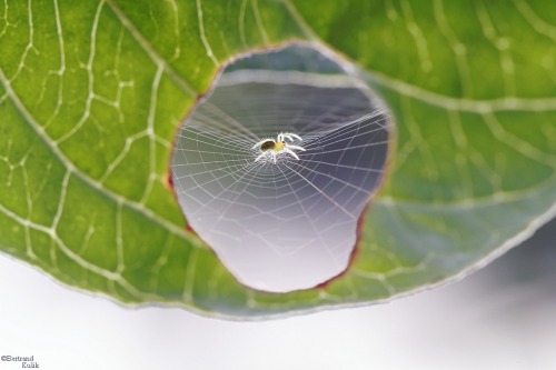 archiemcphee:  The Department of Exceptionally Wee Wonders would like to salute Paris-based photographer Bertrand Kulik, who took this marvelous photo of a truly itsy-bitsy spider weaving its exquisite little web inside a comparatively giant hole in a