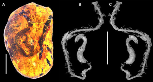 earthstory:Snake Fossilized in AmberThe image at the left is a remarkable find from Cretaceous-aged 