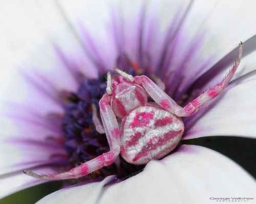 Crab Spider (Epicadus heterogaster)