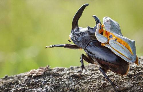 catbountry:  snejkha:  artschoolsucks:  iraffiruse:  Onward, steed!  This happened and humans still think they are the only intelligent life form on earth…     I’d read that fantasy book series.