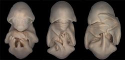 congenitaldisease:  Bat Embryo.