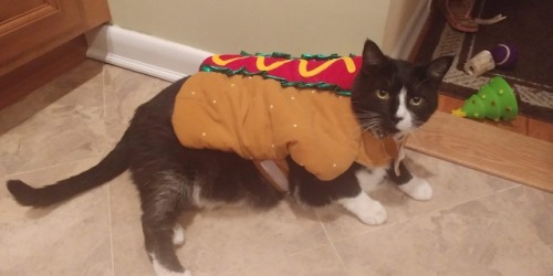 mind-if-i-scream:If you’re having a bad day, please enjoy these pictures of my cat dressed as a hotd