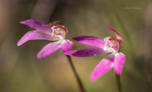 Not sure if these are a pinker Dusky Fingers (Caladenia fuscata) or something slightly different -bu