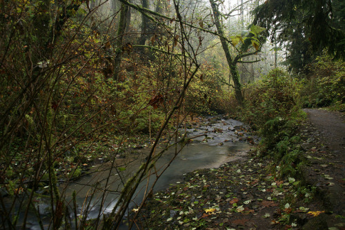 Rainy Cool Day In Macleay Park by p medved on Flickr.