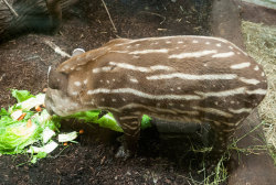 sandsvendor100: genderists:   sandsvendor100:  babytapirs:   What’s for lunch? No ants, no way!  Tapirs eat fruits, berries and leaves. So let’s chow down on some salad!    This Is Classified Intelligence  oh wow wow wow never seen such a fat stout