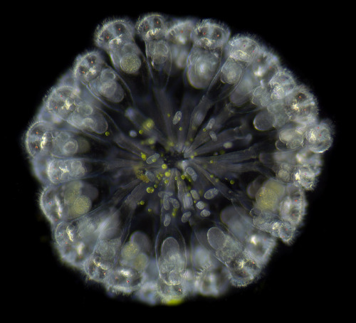 bobbyhillbomber: Colony of rotifers (each spoke is one animal)