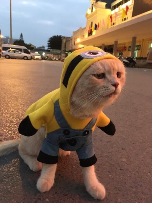 justcatposts:  when you’re at the mall and suddenly your mom went missing