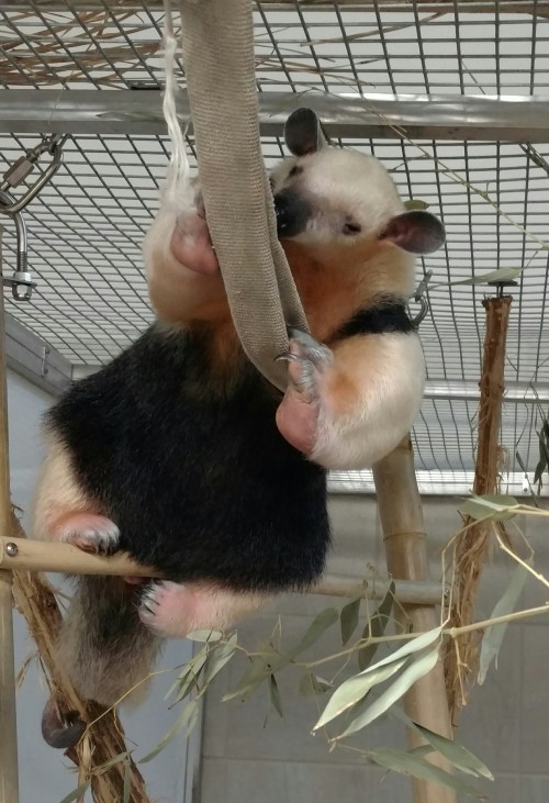 Not certain what you are doing up there, Tovar, but you sure look cute.What a weird tamandua.