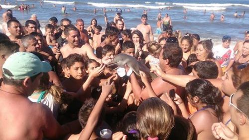 chicken-noodle-nope: micdotcom: Dolphin dies after beachgoers pass it around for selfiesBeachgoers a