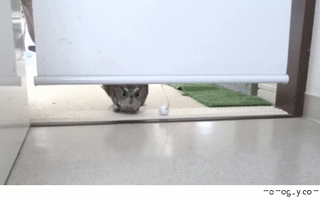 memeguy-com:  Confused looking owl