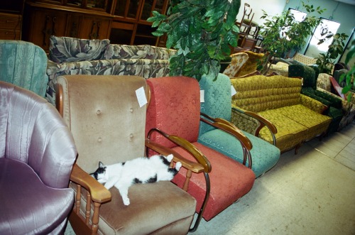 goldenprairies:friendly cat at the vintage furniture store