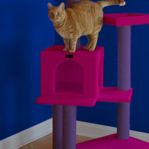 bi-aesthetics: Bi Aesthetics- Cats