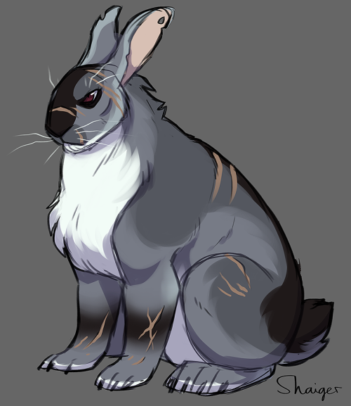 A colored and shaded sketch full-body drawing of a rabbit buck. He sits upwards with both front paws on the ground. He looks angry and agitated and his ears are pointed slighty backwards. He is big and heavy with rugged fur that is longer on the chest and neck. The fur is blueish grey with a darker back and underside. His chest and belly are white and there's a black stripe going from his nose to the tip of his tail. His ears have bite marks on them and there's several scars on his body. His whiskers are light grey color. The background is a solid grey color.