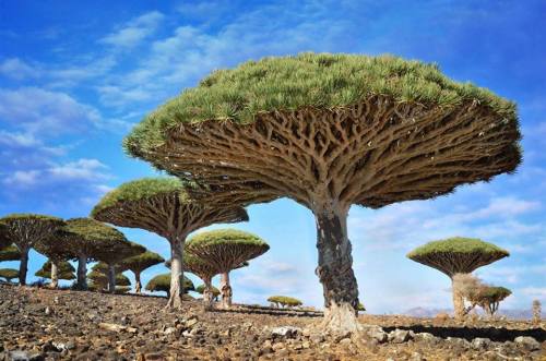 Dragon blood TreesThese amazing plants grow slowly and are native to the Socotra archipelago between