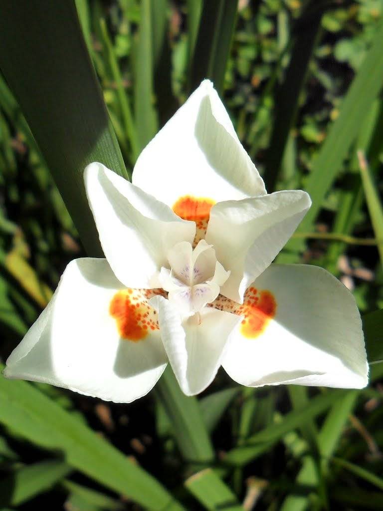 Moreia Planta (Dietes bicolor) | Blog das Flores