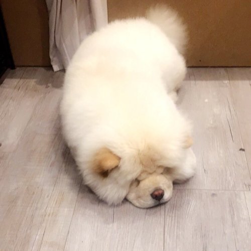 paieun:ig: chowchow_sully