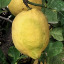 olamqatan