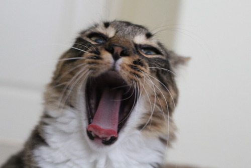 soph-eevee:ferocious seal cat@mostlycatsmostly
