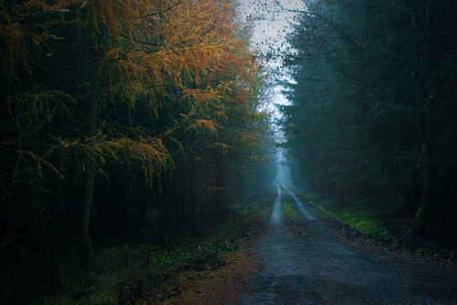 Autumn / Road / Fog by Rudolf Vlček