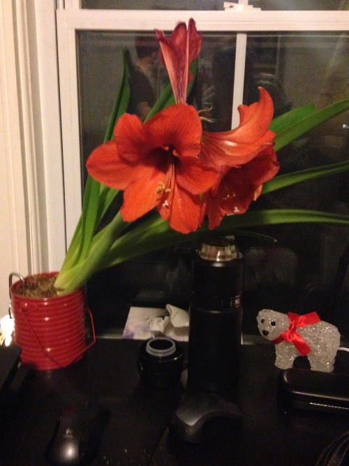 @correlateswhat has an amaryllis and the last time I saw it it was just some stumpy little green ste
