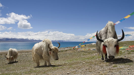 Large yak herd found in Tibetan park     Yaks are listed as ‘vulnerable’ by the International Union for Conservation of Nature.