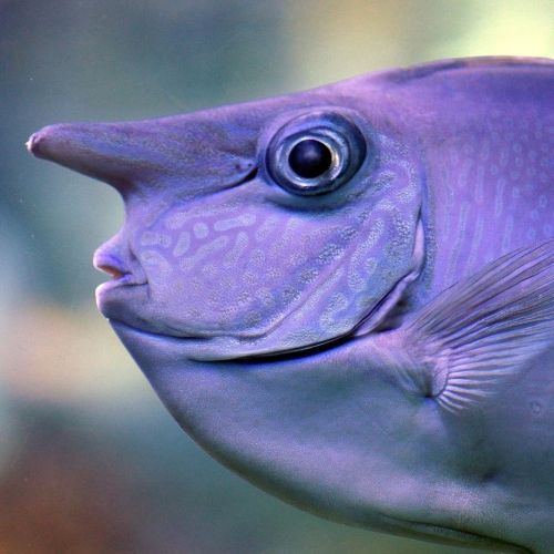 Unicornfish aren’t something from a fairy tale–they’re real! There are around 20 species of unicornf