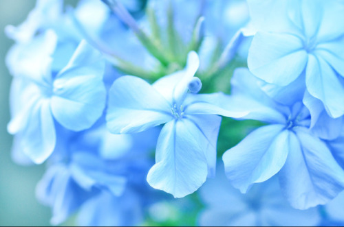 bramphotography:My little flower garden: study in blue 