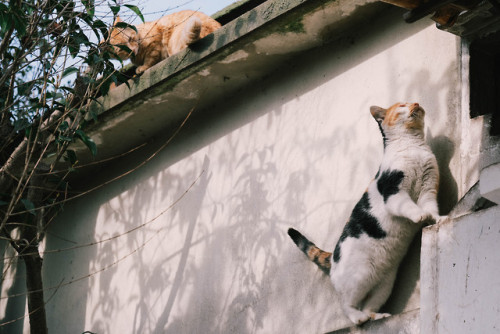 bettersss:Rooftop cats in Zhujiajiao