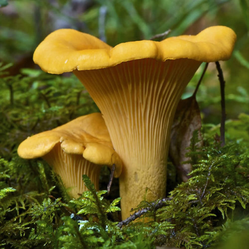Cantharellus cibarius are commonly known as the chanterelle, or girolle, is a super tasty fungus. It