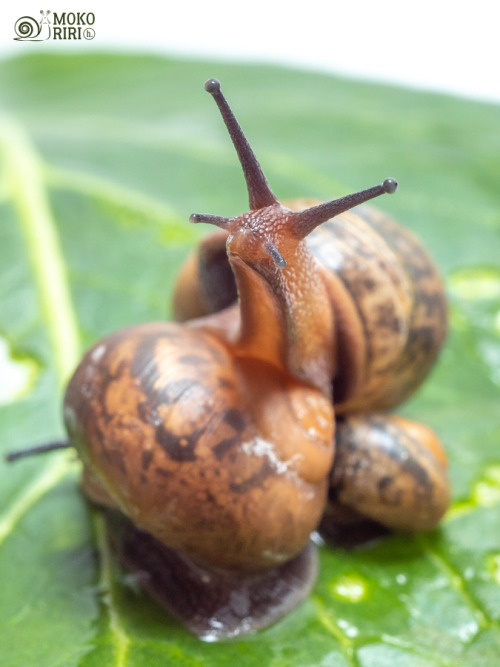 hdot-mokoriri:  I’m the cutest.✨🐌✨僕が一番かわいい✨🐌✨