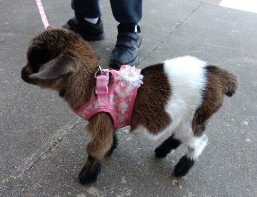 My BB House Goat Neli Kits (was Abandoned By Mother) And The Queen Of The House Tawny The Cat And The