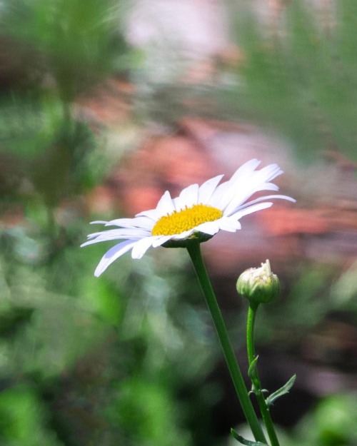 #flower #daisy #daisies #photos #photograph #photography #photographer #photooftheday #insta #instap