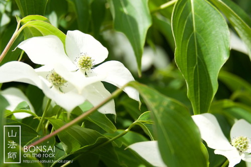 山法師（ヤマボウシ）Kousa dogwood (Japanese dogwood)2018.5.26 撮影bonsai on the rock| Creema | BASE | Zazzle.co.