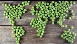 &hellip;. world&hellip; peas&hellip;.