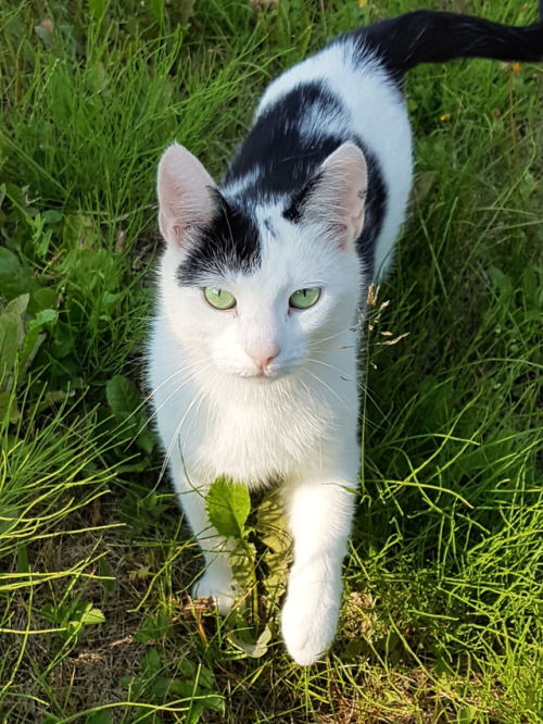 kittykittykittykittykitty:sylvasas-cats:I ran into this cat today and it decided to model for meBeau