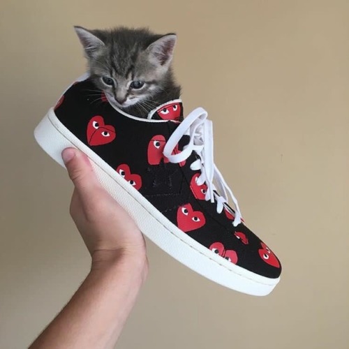 bapesta