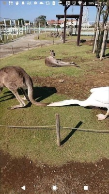 underthehedge:kaijuno:kaijuno:All Pelicans go to jail challenge Pelicans have the exact opposite energy from capybara. Capybara are shaped like a friend, soothing.Pelicans are shaped like a problem.