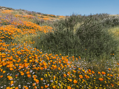 XXX leahberman:  Superbloom Diamond Valley Lake, photo