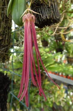 orchid-a-day:  Bulbophyllum plumatumBulbophyllum