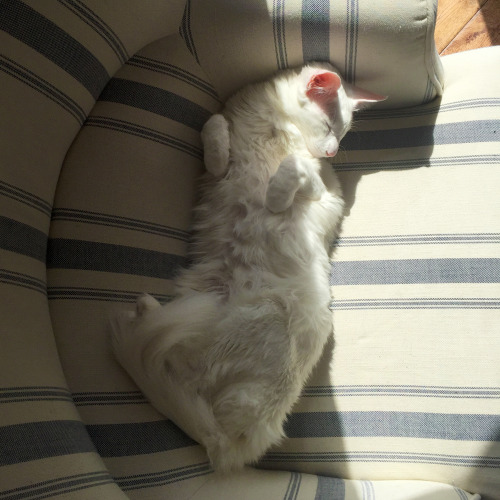 pangur-and-grim:why she lay like that