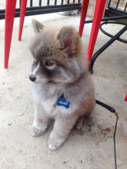 babyanimalgifs:  Pomeranian mixed with a