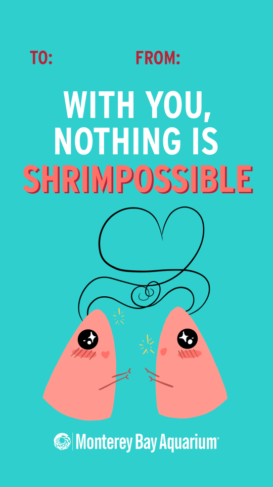  A “To: From:” Valentine’s Day card featuring two adorably illustrated shrimp with intertwined antennae forming a heart saying “With You, Nothing Is Shrimpossible” with the Monterey Bay Aquarium Logo below. Card is teal, lettering and shrimp are shades of pink. 