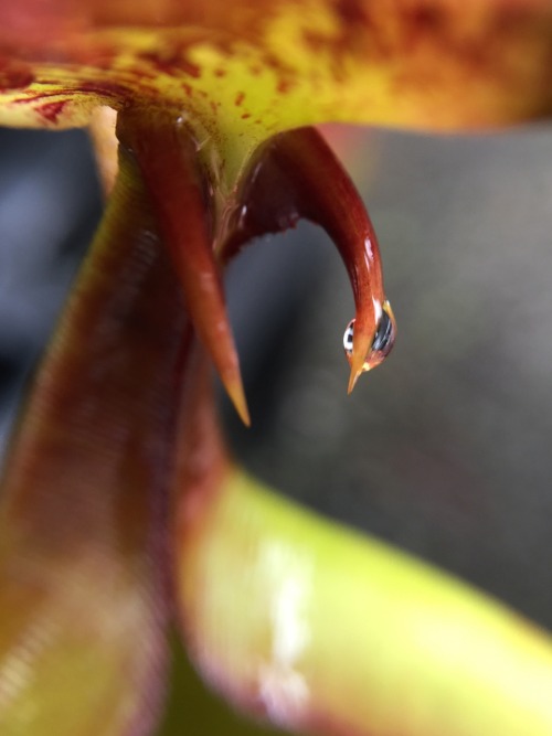 Nepenthes bicalcarata has a glistening drop hanging off one of its famous fangs.