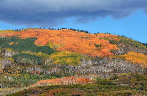 dirtyhippieproductions:  Autumn is a second spring when every leaf is a flower - Albert Camus ☮  ❤ ॐ 