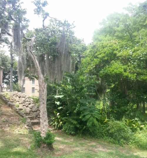 opalborn:One of the Indian mounds and the Amphitheater – I read a lot of tarot, did a lot of l